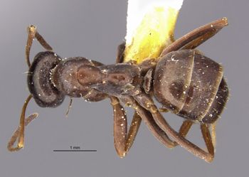 Media type: image;   Entomology 34600 Aspect: habitus dorsal view